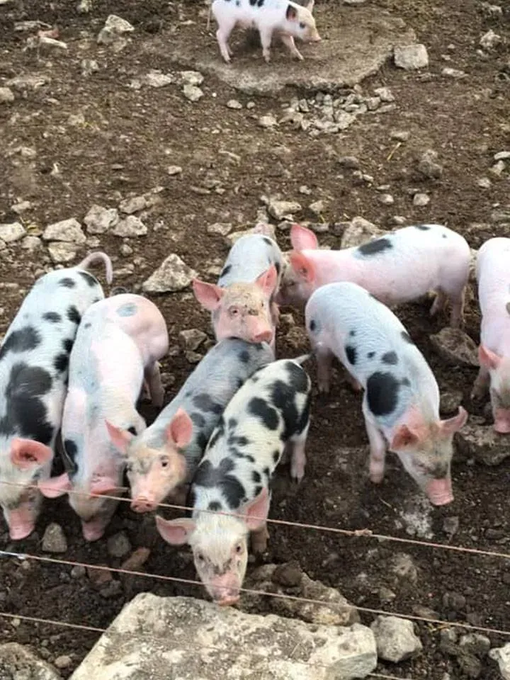 Petits cochons
